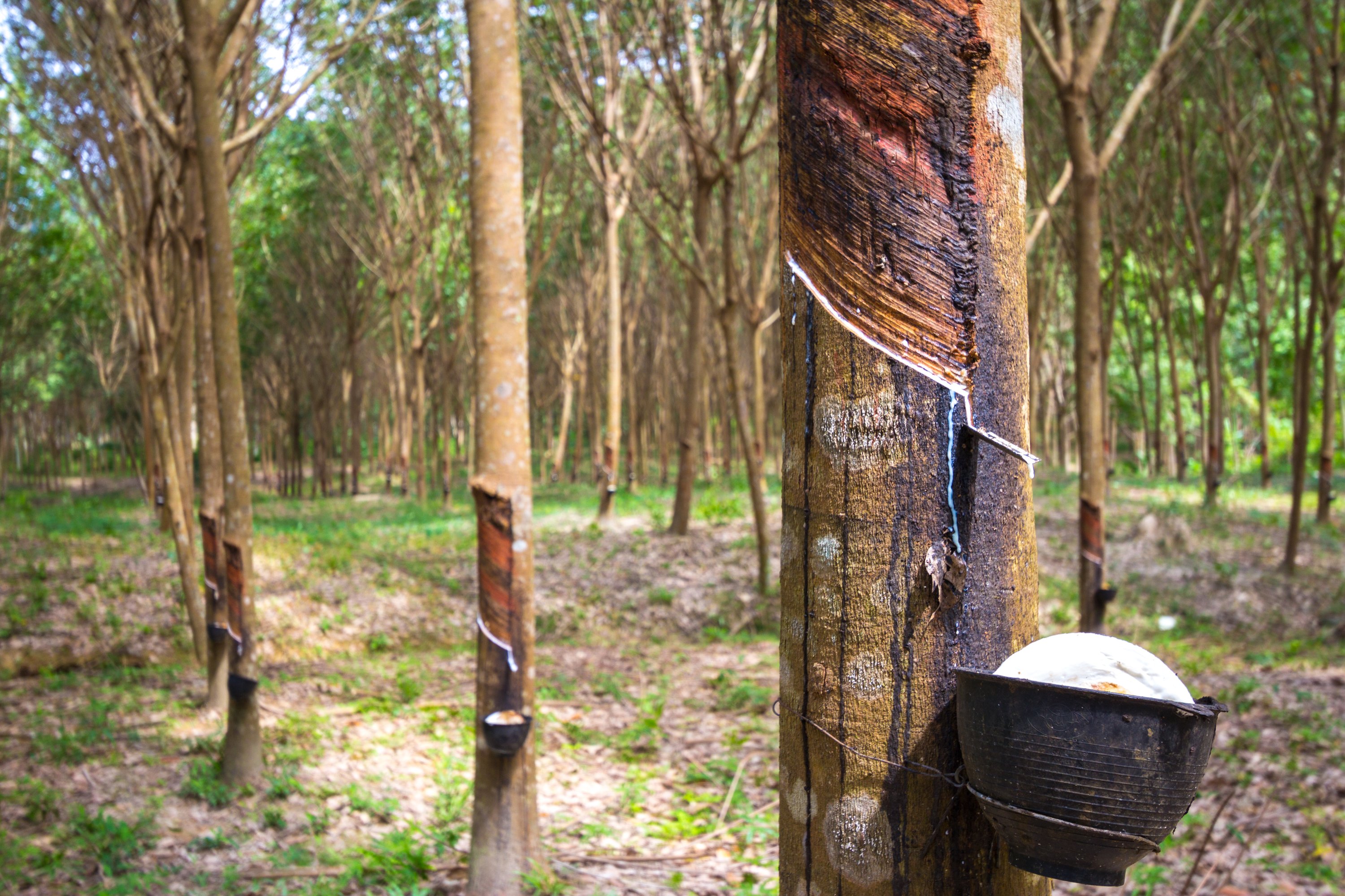 Látex Natural | Alrubber