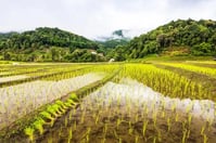 depositphotos_667995440-stock-photo-landscape-green-rice-seedlings-paddy