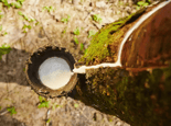 india-facing-acute-shortage-of-natural-rubber-prices-soar