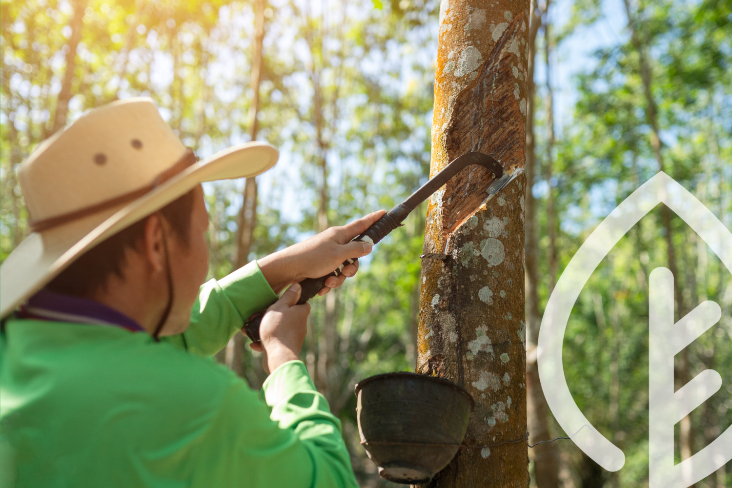 Future of Natural Rubber and Latex Outlook for 2024 (31)